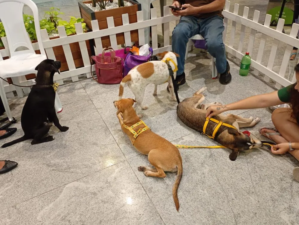 Feira de adoção pet no Shopping Metrópole Ananindeua incentiva novos lares e cuidados com os animais