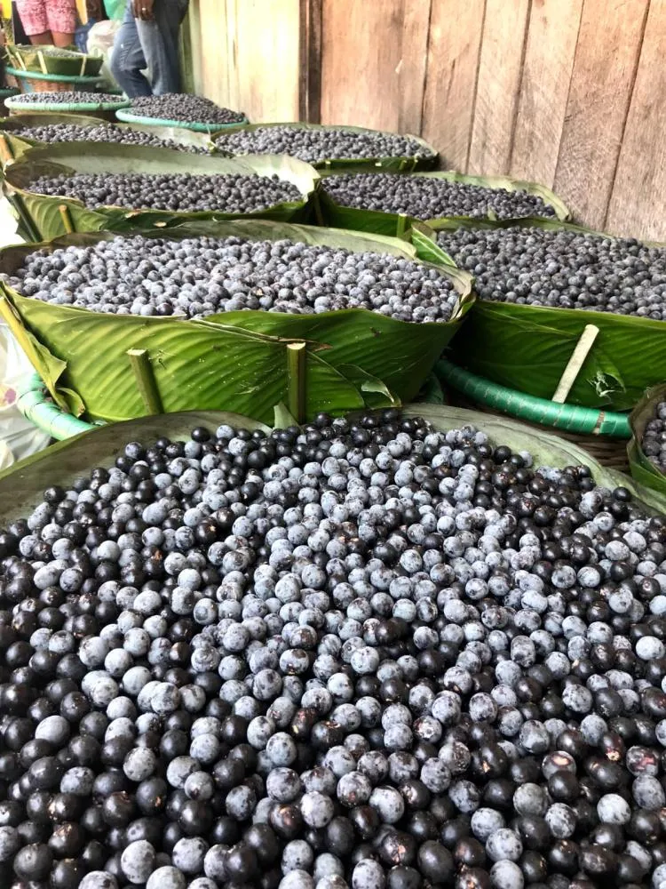 Point do Açaí anuncia experiência imersiva na Ilha do Combu e amplia atuação com novo mega espaço gastronômico e corporativo